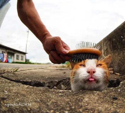 Кот наслаждается расчёсыванием
