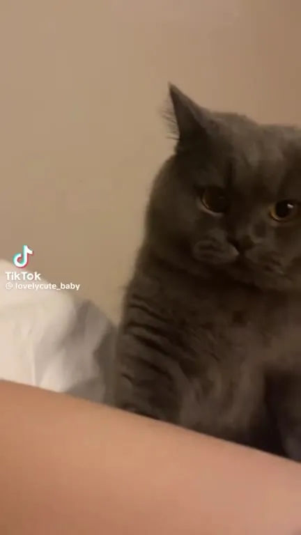 Кот реагирует на чихание