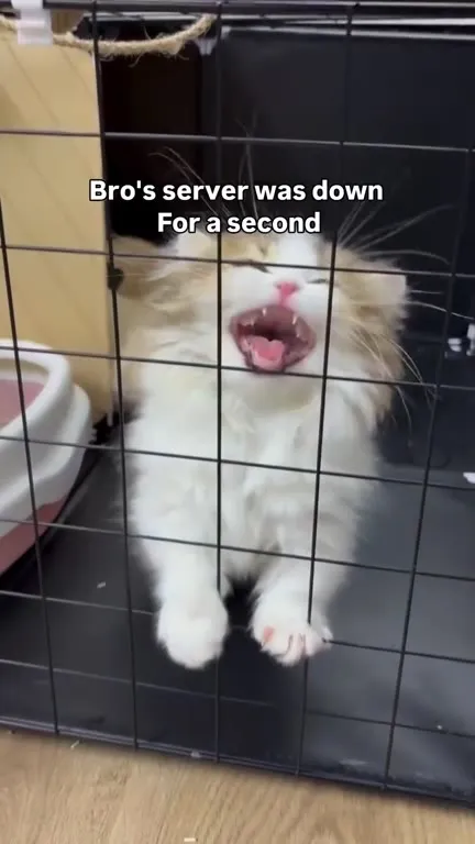 Cat Panics When Server Goes Down