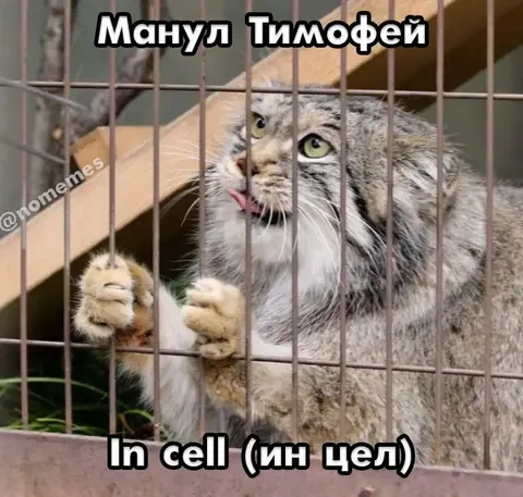 Манул Тимофей в клетке