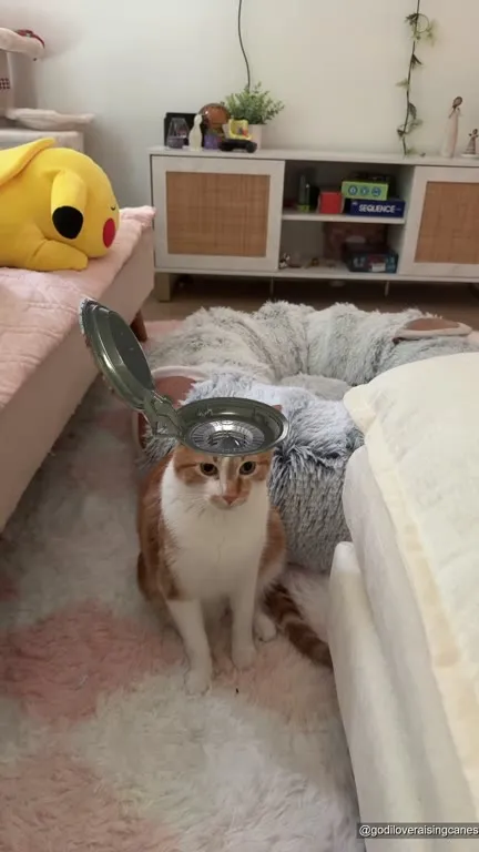 Кот запускает ракету