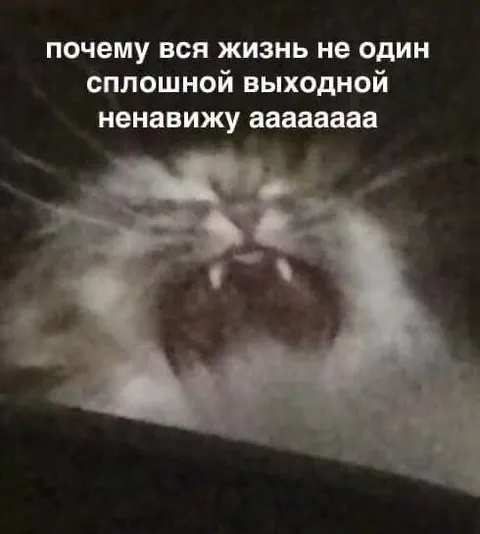 Кот ненавидит выходные