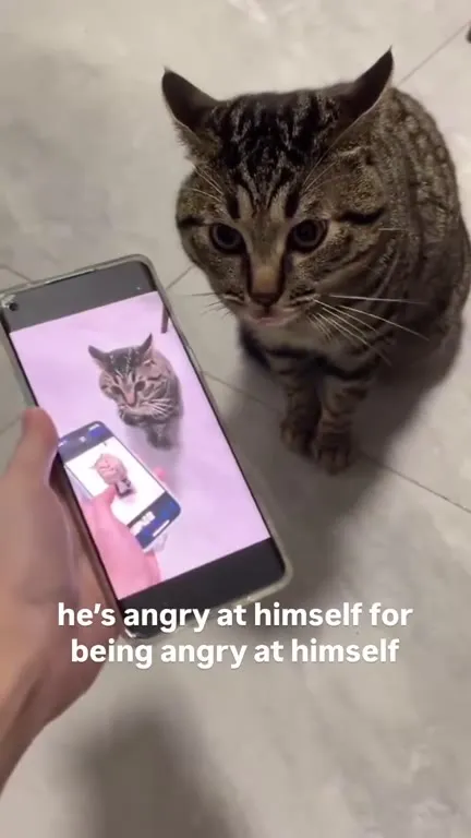 Cat Angry at Himself