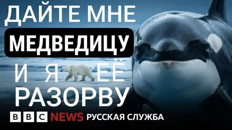 Дайте мне медведицу