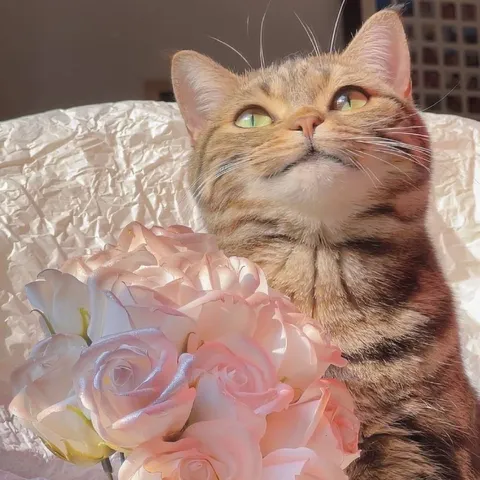 Кот с букетом роз