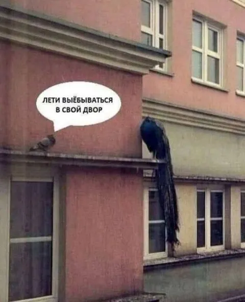 Лети выёбываться в свой двор
