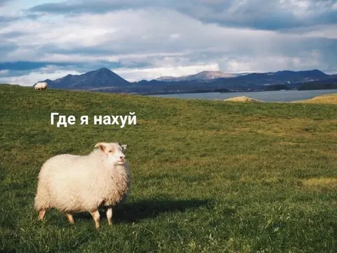 Овца не понимает, где находится
