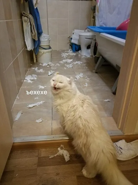 Кот устроил беспорядок в ванной