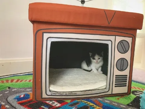Kitten Sleep Timer Television