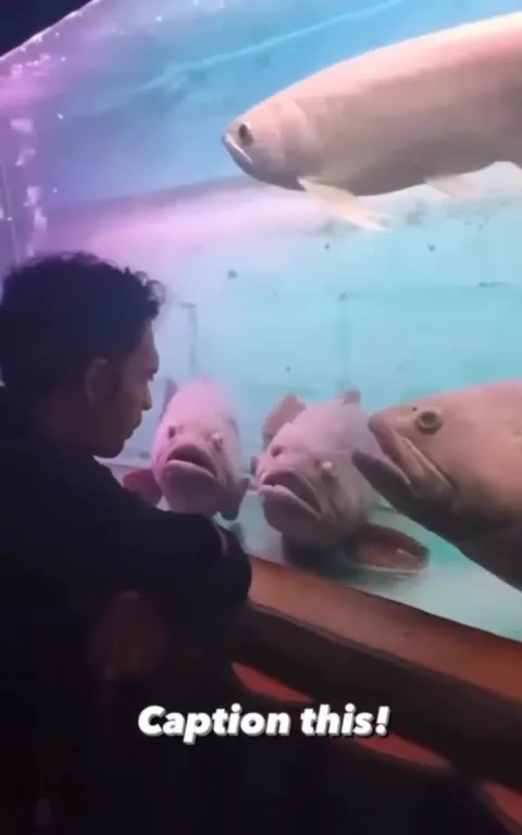 Caption These Judgmental Fish