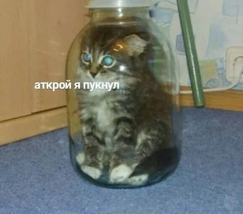 Кот в банке пукнул