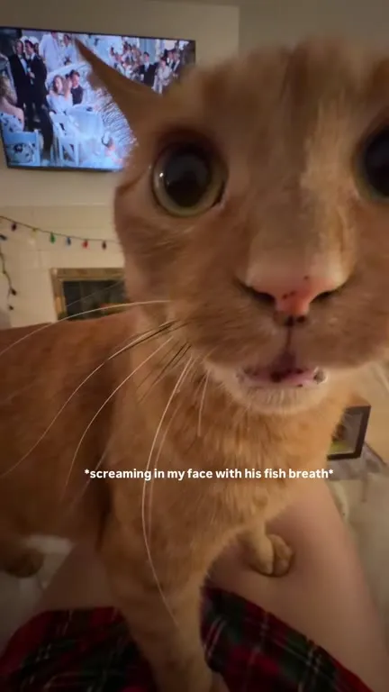 Cat Demands Proper Pajamas