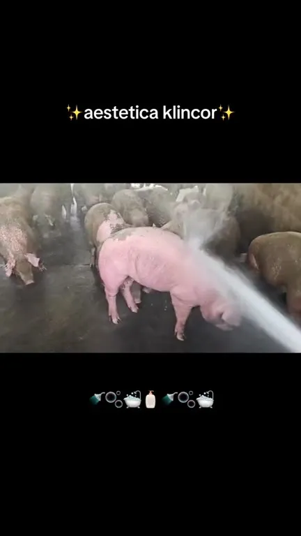 Aestetica Klincor Pig Spa