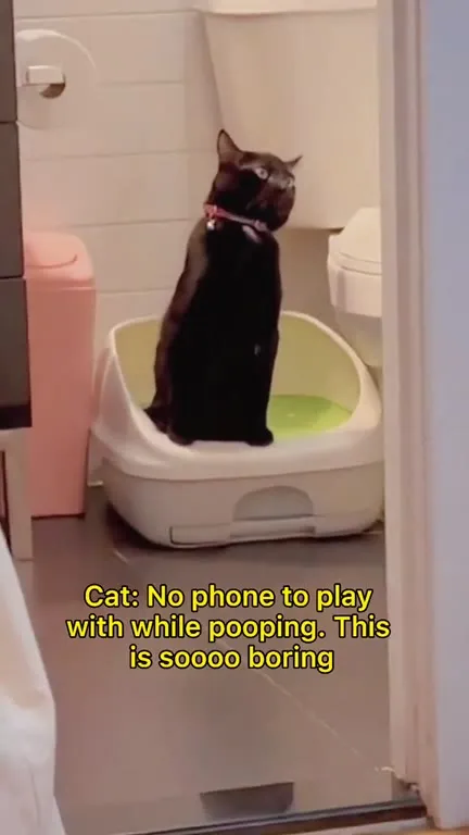 Cat Has No Phone While Pooping