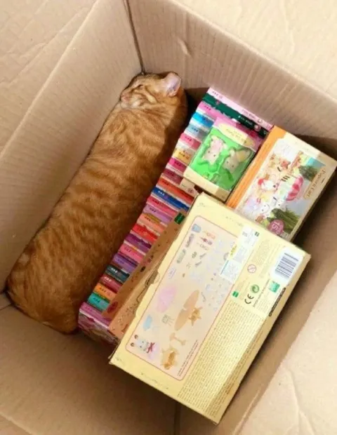 Кот среди книг в коробке