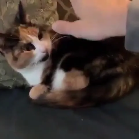 Кошка не выдержала щекотки