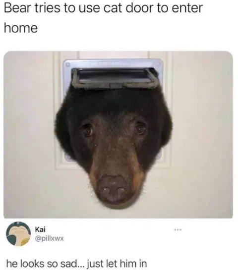 Sad Bear Stuck in Cat Door