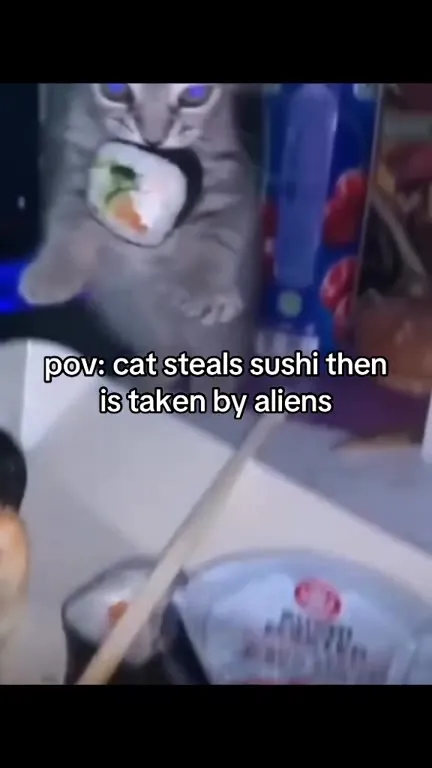 Cat Steals Sushi, Gets Abducted