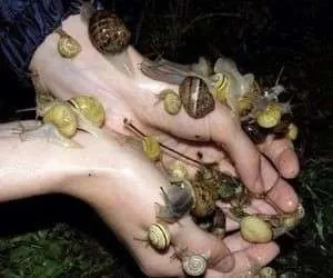 Руки, полные улиток
