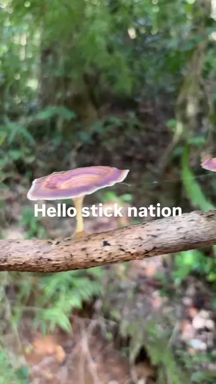 Hello Stick Nation Mushroom Stick