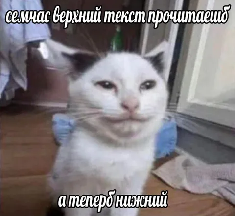 Кот с подвохом в тексте
