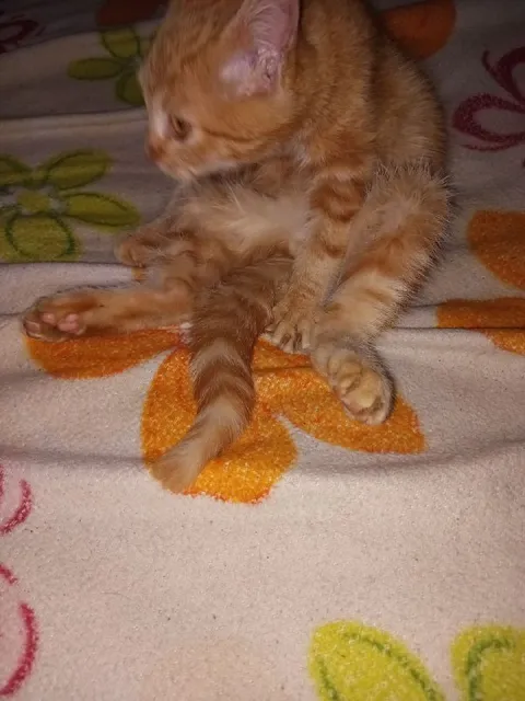 Кот сидит в странной позе