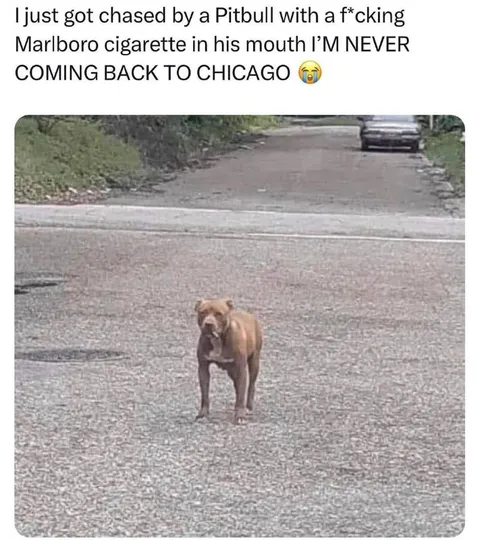 Pitbull With a Marlboro Cigarette
