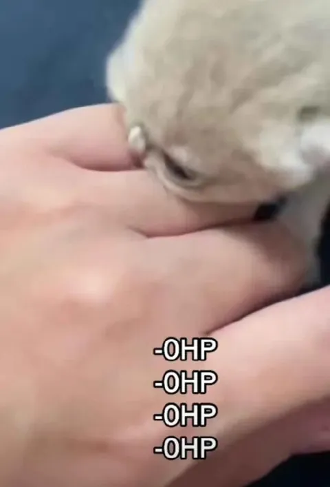 Tiny Creature Deals Zero Damage