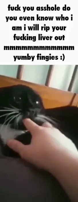 Angry Cat Wants Yummy Fingies