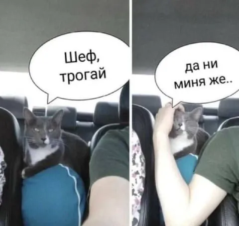Шеф, трогай меня