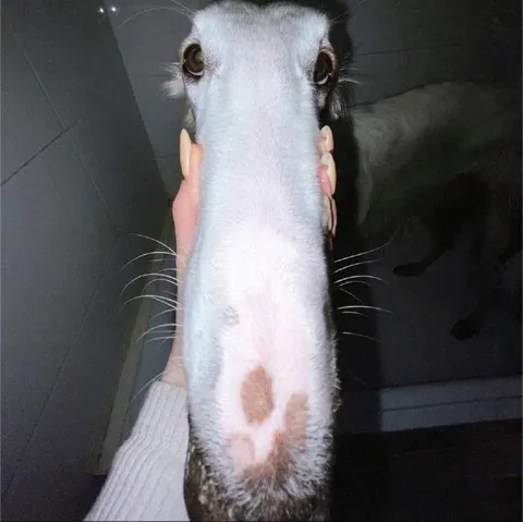 Лошадь с вытянутой мордой