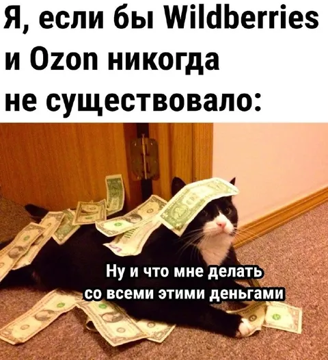Кот завален деньгами