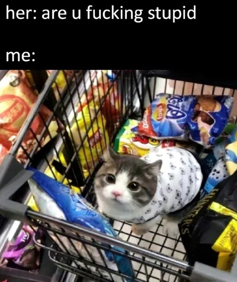 Cat in the Shopping Cart