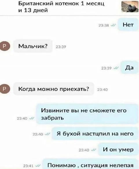 Пьяный хозяин наступил на котёнка