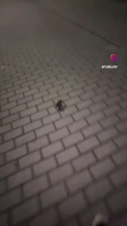 Жаба идёт навстречу