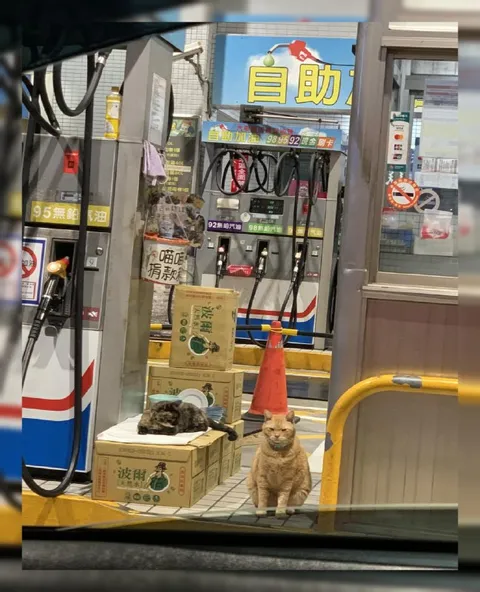 加油站裡的貓咪