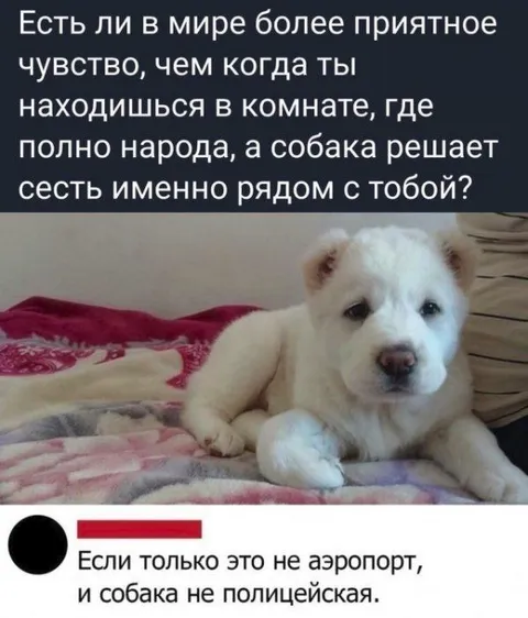 Собака выбирает место рядом