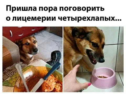 Лицемерие четверыхлапых