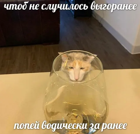 Кот в бокале после выгорания