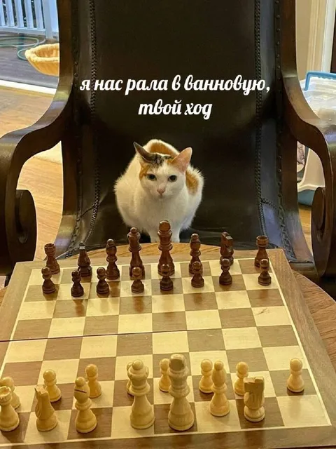 Кошка объявила свой ход