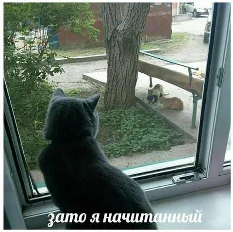 Зато я начитанный кот