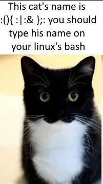 Cat Named Linux Fork Bomb