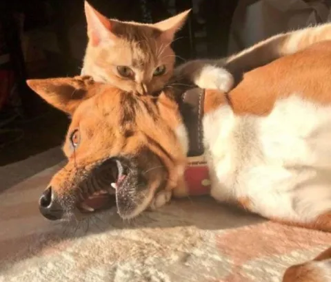 Кот душит собаку