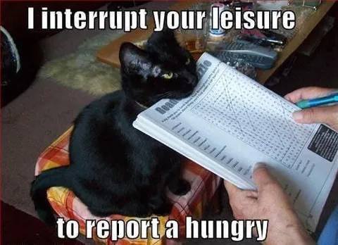 Cat Reports Being Hungry