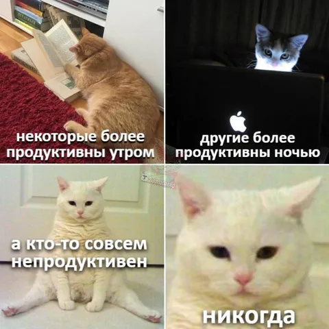 Коты продуктивны утром и ночью