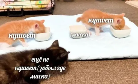 Кот забыл, где миска