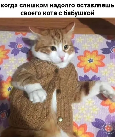Кот после визита к бабушке