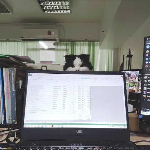 Кот проверяет рабочую таблицу