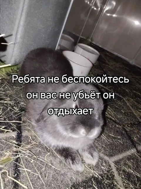 Он вас не убьёт, он отдыхает