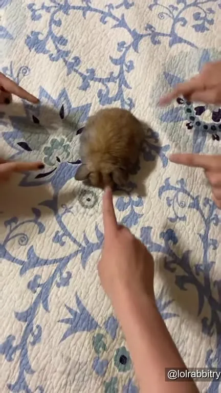 Пальцы тыкают в сонного котёнка